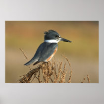 Belted Kingfisher