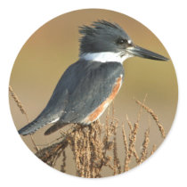 Belted Kingfisher