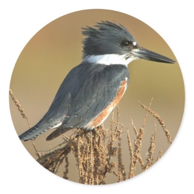 Belted Kingfisher by wildlifezoo