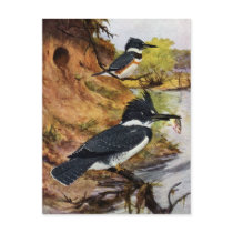 Belted Kingfishers and Their Nest Tunnel Post Cards