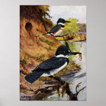 Belted Kingfishers and Their Nest Tunnel Posters