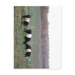 Beltie Cow Herd in Fall Postcards