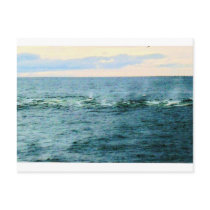 BELUGA (2) POST CARDS