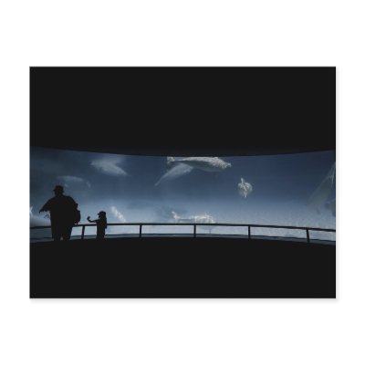 Beluga Dance Postcard by Digitalwonder