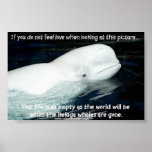 BELUGA POSTER