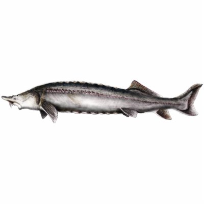 Beluga Sturgeon Acrylic Cut Out by gmsturg