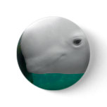 Beluga Watching Button