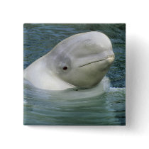 Beluga Whale, Delphinapterus leucas), Captive Button