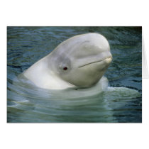 Beluga Whale, Delphinapterus leucas), Captive Greeting Card