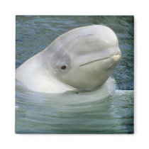 Beluga Whale, Delphinapterus leucas), Captive Refrigerator Magnet