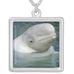 Beluga Whale, Delphinapterus leucas), Captive Jewelry
