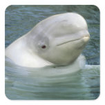 Beluga Whale, Delphinapterus leucas), Captive Square Sticker