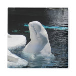 Beluga Whale Gifts Refrigerator Magnet