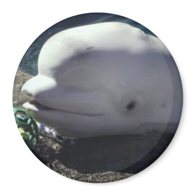 Beluga Whale Magnet by Miller_Creations