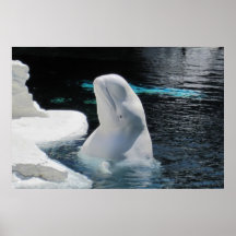 Beluga Whale Poster