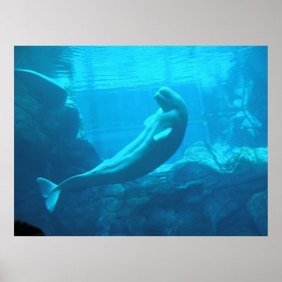 Beluga Whales II Posters by tauheedah