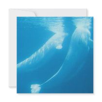 Beluga Whales Invitation