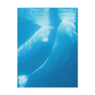 Beluga Whales Postcard by WildlifeAnimals