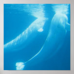 Beluga Whales Poster posters