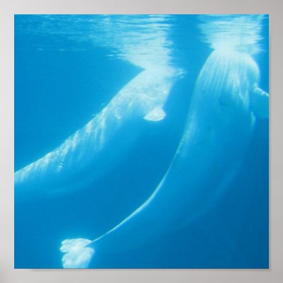 Beluga Whales Poster by WildlifeAnimals