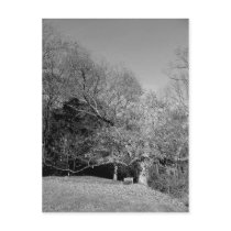 Bench Under Tree Postcards