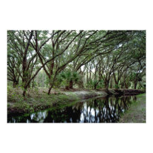 Bending Oaks. Osceola County, Fl. Photo Art