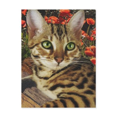 Bengal cards and stickers postcards by friskybiz