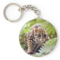 Bengal Cat 004