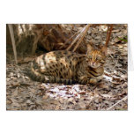 Bengal Cat 013 Greeting Cards