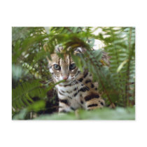 Bengal Cat 022