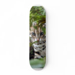 Bengal Cat 022