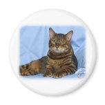 Bengal Cat 9W052D-018 magnets