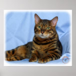 Bengal Cat 9W052D-018 Posters