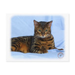 Bengal Cat 9W052D-023 Postcards