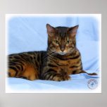 Bengal Cat 9W052D-023 posters