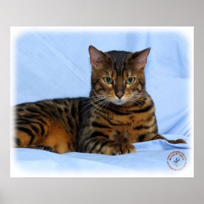 Bengal Cat 9W052D-023 Print by TraffordPhotos