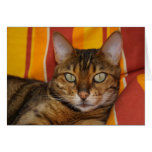 Bengal Cat Greeting Cards