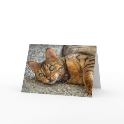 Bengal Cat Greeting Card by EMangl