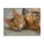 Bengal Cat Post Cards