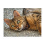 Bengal Cat Post Cards