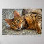 Bengal Cat Posters