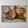 Bengal Cat Posters