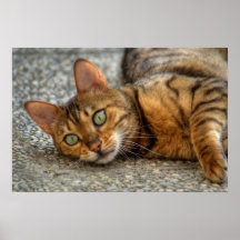 Bengal Cat Posters