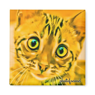 Bengal Kitten 1 Pop by photoframd