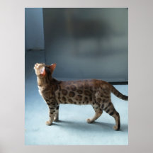 Bengal Palette Plaat