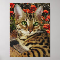 Bengal  Poster