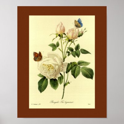 Bengal Rose 16 X 20 Posters by botanicalblooms