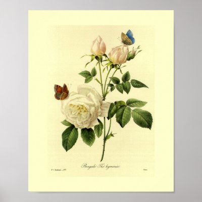 Bengal Rose Botanical Floral Posters by botanicalblooms