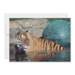 Bengal Tiger Customisable Announcement