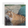 Bengal Tiger Customisable Square Invitation